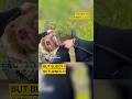Police Rescue STOLEN DOG Truecrime
