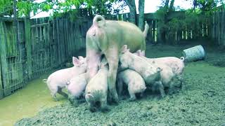 Moby &amp; The Void Pacific Choir - A Simple Love (Official Video) ( 1080 X 1920 ).mp4