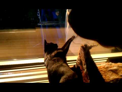 Pozi and Lib playing