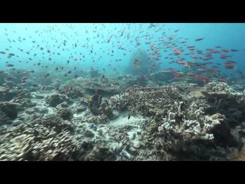 Дайвинг на Сипадане