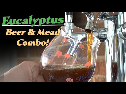 My Experimental Eucalyptus Honey & Dark Malt Beer/Mead Combo