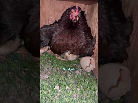 Tiny Chicken Raised A Peacock Four Times Her Size | The Dodo