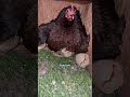 Tiny Chicken Raised A Peacock Four Times Her Size | The Dodo