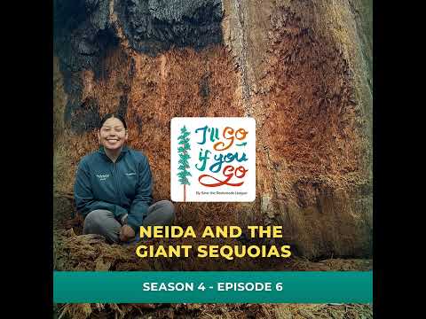 Neida and the Giant Sequoias