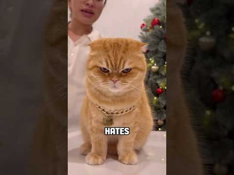 5 Signs Your Cat Hates You