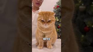 Download lagu 5 Signs Your Cat Hates You mp3 Download lagu 5 Signs Your Cat Hates You mp3