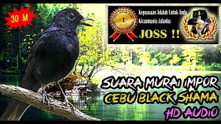 Download lagu Cebu Black-Shama - Best Bird Sound, Birdsong, Bird Call, Bird Chirping - Copsychus cebuensis mp3