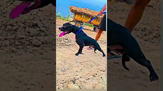 hr 76 pitbulls , #hr 76 pitbulls # black pitbull# American pitbull # am bully # viral shorts # vrl