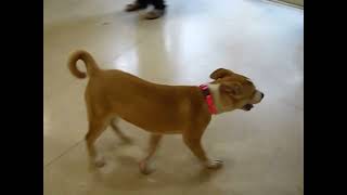 Video preview image #1 Siberian Husky-Unknown Mix Puppy For Sale in Enfield, CT, USA