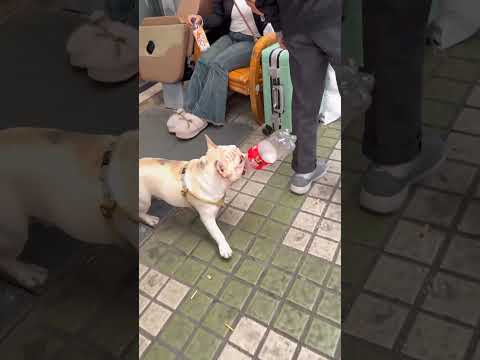 Unbelievable dog collect plastic bottle 🤯