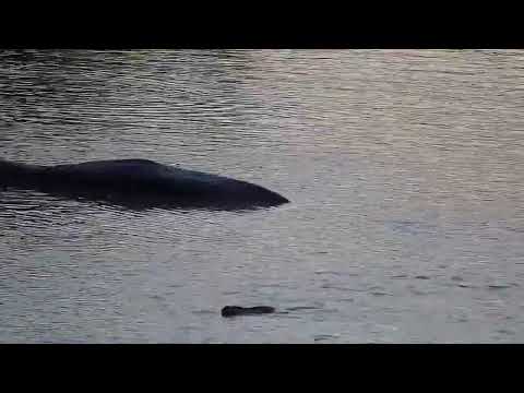 Djuma: Monitor Lizard swims across the dam - 17:41 - 11/14/2022