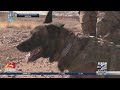 The Military S Most Elite Dogs