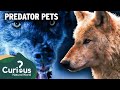 Working With Wolves The Dark Side Of The Entertainment Industry Predator Pets