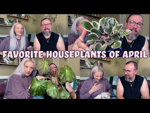 Favorite Houseplants of April 2022