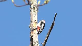 アカゲラ(赤啄木鳥)ドラミング Drumming.