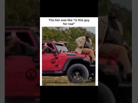 The lion was like 