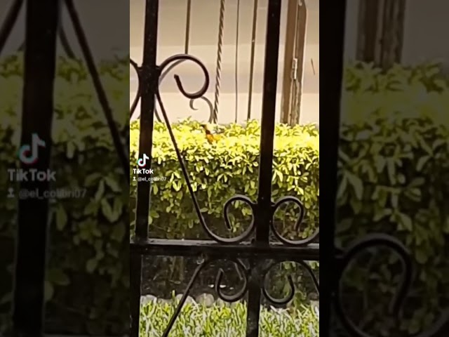 Vídeo relacionado con GALPADA Silbato para Pájaros de Acero Inoxidable Función de Entrenamiento para Loros y Palomas en Parques y Jardines