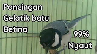 Download lagu Pancingan suara burung gelatik batu betina mp3 Download lagu Pancingan suara burung gelatik batu betina mp3