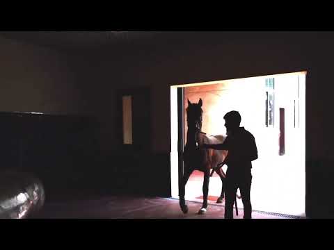 Tour of Al Hawajer Stud United Arab Emirates