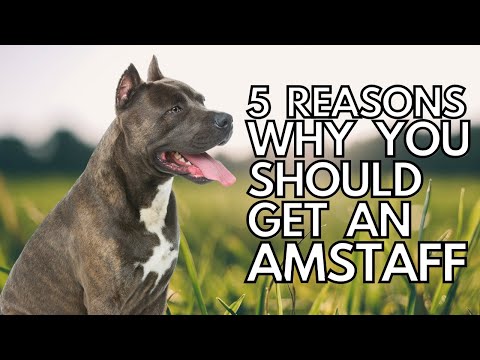 5 Reasons Why You Should Get an Amstaff (American Staffordshire Bull Terrier)