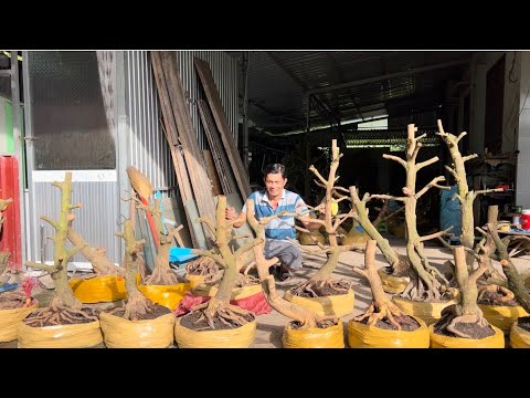 (@THE zalo_#0907776369)#Many yellow apricot trees, friendly price GL October 6, 2023 Address: Pho...