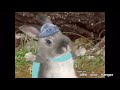 The Wonder Pets Shhh