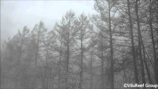Snowstorm 60 min / Nature Sounds Winter