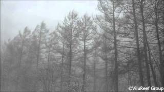 Snowstorm 60 min/Nature Sounds Winter