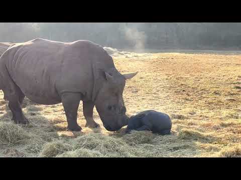 Rhino calf birth: Incredible footage from Care for Wild Rhino Sanctuary