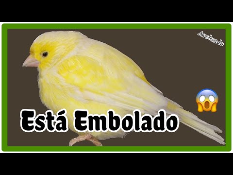 El pájaro embolado, Enfermedades