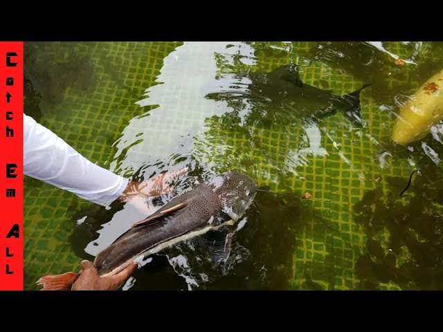 NEW PET MONSTER FISH in my HOME AQUARIUM POOL POND! Help me Name Him?