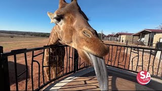 TX Trippin': Longneck Manor in Fredericksburg | SA Live | KSAT-12
