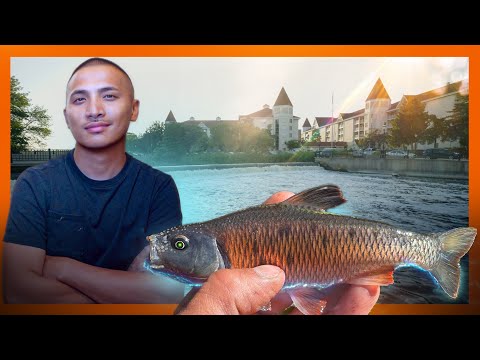 Fishing in Ultra Clear Water for Striped Shiners & Other Species of Fish