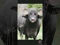 Tange Tange Cartoon​ Comedy​ COW​ Shorts​ Tange Tange