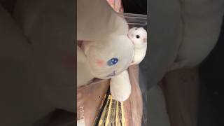【天使美羽】のみーちゃω꒰ ՞•ﻌ•՞ ꒱❣️✨【ハムスター】