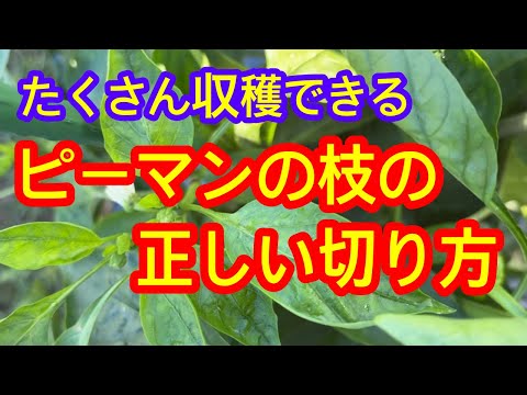 【ピーマン】出来上がりました！夏〜秋に向けて、大きな実がたくさんできる上手な枝葉の切り方。リクエストに応えて、完成まで放送します。