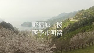 preview picture of video '野福峠　桜　空撮　西予市明浜'
