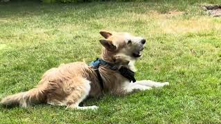 Video preview image #1 Mutt Puppy For Sale in Milwaukie, OR, USA