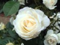 Mario Lanza - Roses Of Picardy