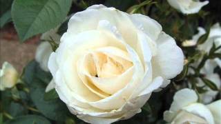 Mario Lanza - Roses Of Picardy