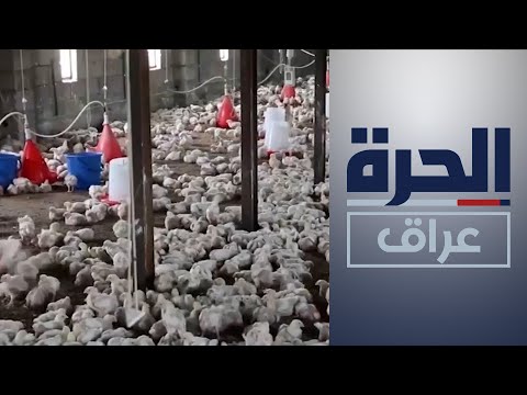 شاهد بالفيديو.. مشروع أميركي لدعم قطاع الثروة الحيوانية ودوائر البيطرة