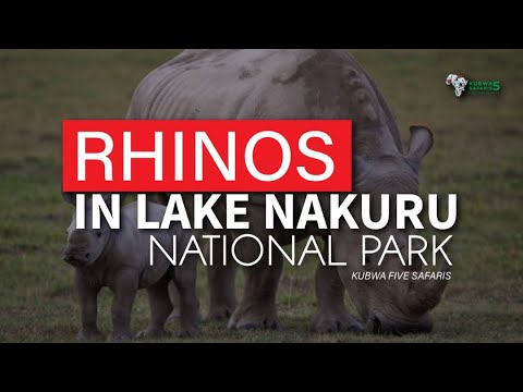 The Big Five | Rhinos In Lake Nakuru National Park In Kenya