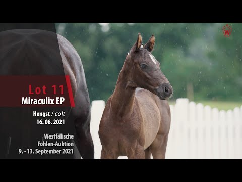 Fohlen-Auktion Lot 11 Miraculix EP Hengst v. Maracaná - Dante Weltino