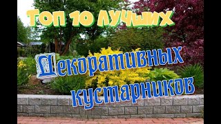 10 лучших декоративных кустарников