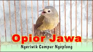Download lagu Opior Jawa Ngeriwik Campur Ngeplong mp3