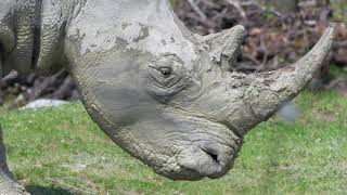 Download lagu । Copyright free, No copyright stock footage, Royalty free animal videos for youtube || Rhino mp3