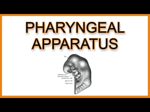 Pharyngeal Arches, Pouches, and Clefts