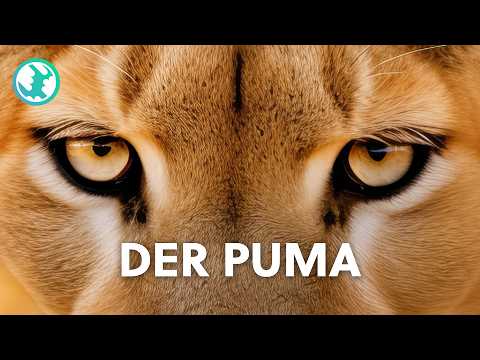 Lautlos und tödlich: Das verborgene Leben des Pumas