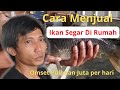 Jual Ikan Mas & Ikan Hias Kota Batu Jawa Timur