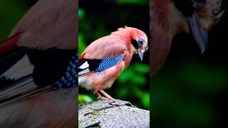 Download lagu Suara Burung Bernyanyi - Suara Burung yang Menenangkan Menyembuhkan Stres, Kecemasan, dan Depresi, Menyembuhkan Pikiran mp3